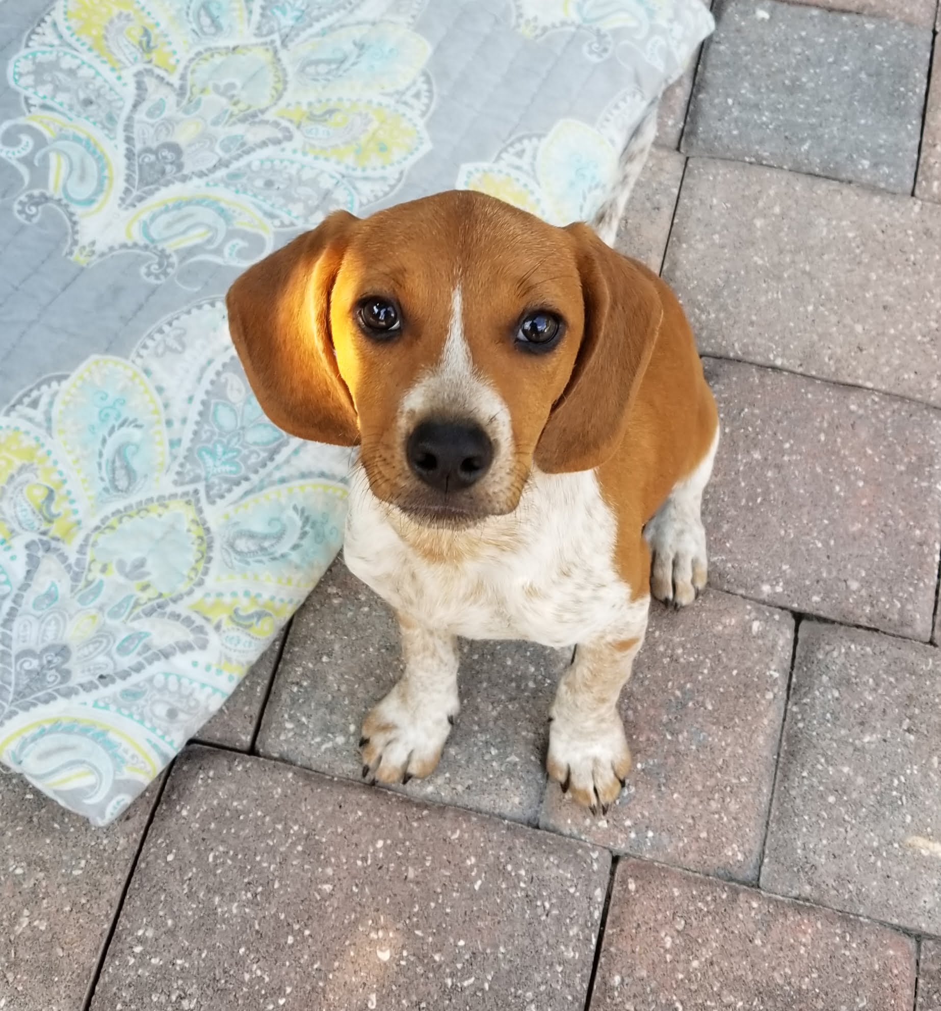 Gallery Private InYourHome Dog Training Orlando, FL