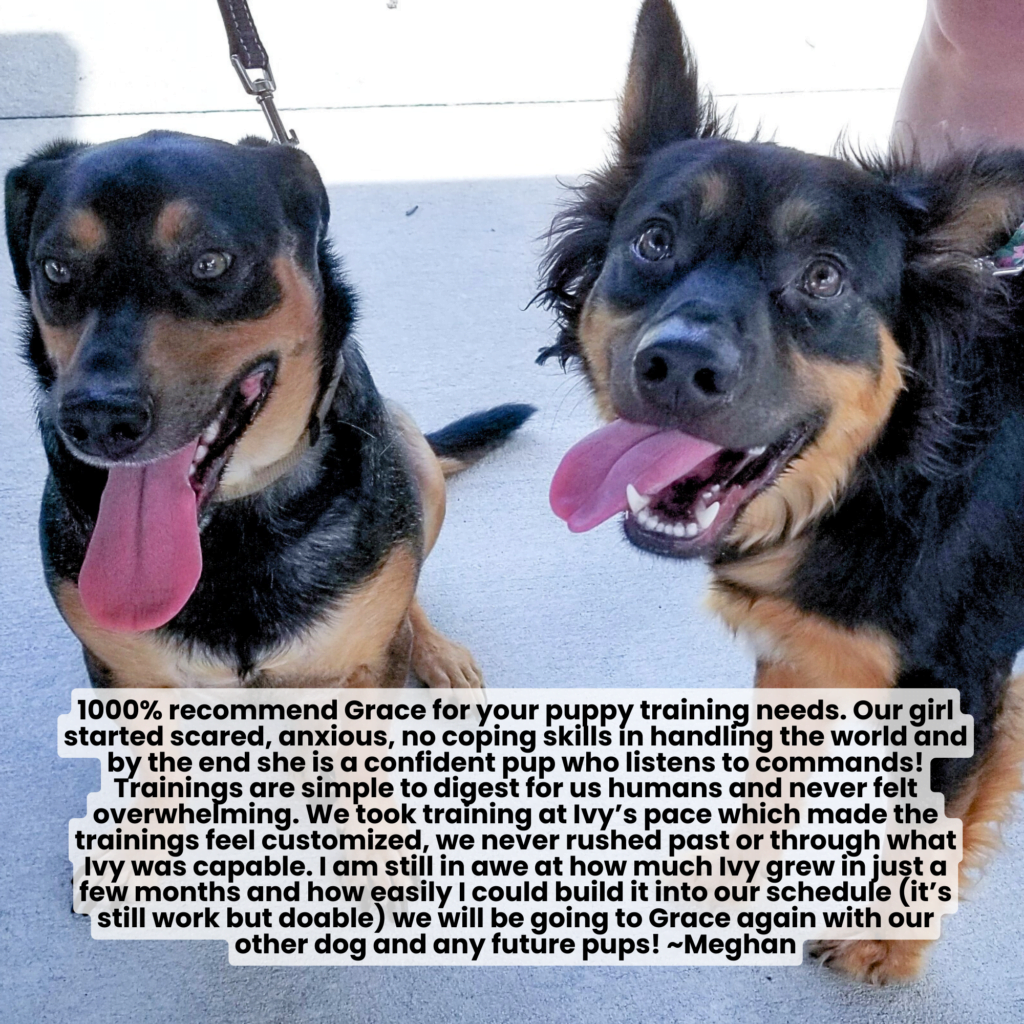 Two happy brown and black dogs